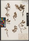 Foto von Salix reticulata L.